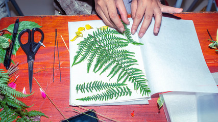 the making process of herbarium from leaves and petal of flower. 