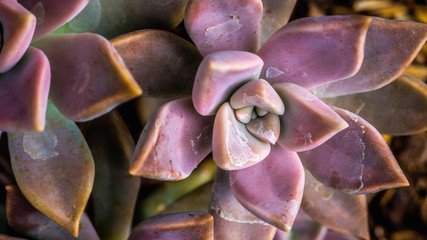 beautiful closeup of succulent plant used as decoration