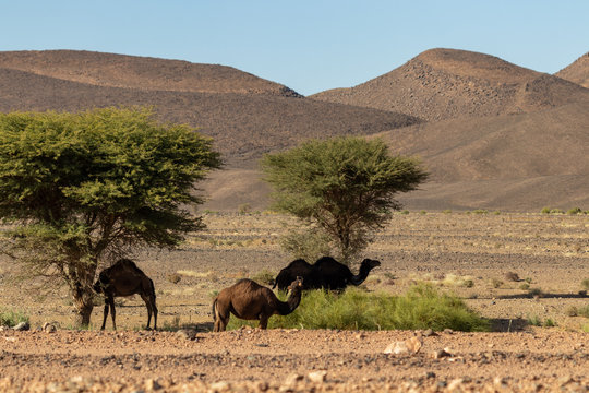 herd of camle in africa