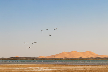 Flamingos flying