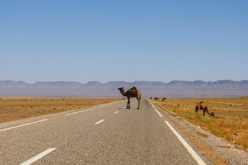 Fototapeta na wymiar Camel on the empy raod
