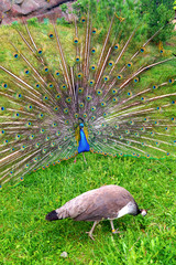 A bright peacock with a beautiful tail walks along the green grass at the zoo.