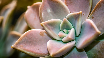 closeup of beautiful succulent with purple color. ornamental plant