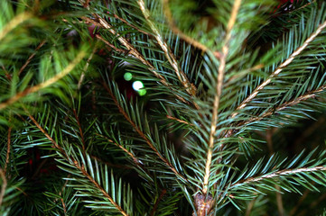 Bright and shiny decorations for Christmas and New Year hang on a green spruce.