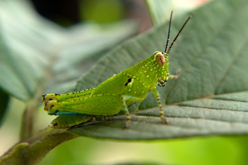 grasshopper on leaves in nature graden, caelifera