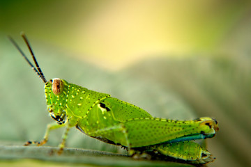 grasshopper on leaves in nature graden, caelifera