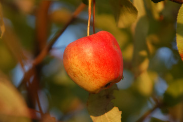 Autumn landscape. The red apple in tree branch. Natural, blured background with evening sun light.