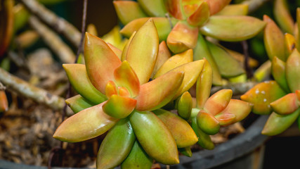 closeup of beautiful succulent used as ornamental plant