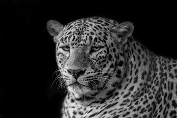 Leopard face portrait in black and white in nature