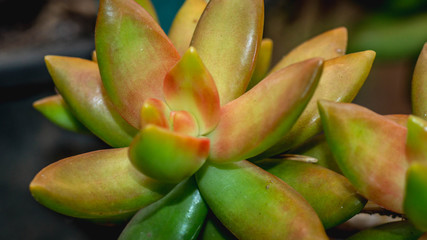 closeup of beautiful succulent used as ornamental plant