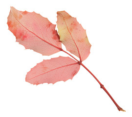 isolated yellow and red autumn leaf on white background. Leaves in fall
