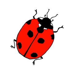 Lady bug. Line art doodle sketch. Colorful outline on white background. Picture can be used in greeting cards, posters, flyers, banners, logo, botanical design etc. Vector illustration. EPS10