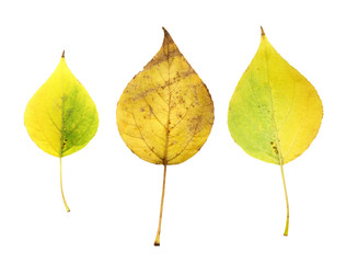 isolated yellow and red autumn leaf on white background. Leaves in fall