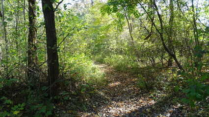 path in the forest