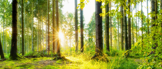 Fototapeta premium Idyllischer Wald mit heller Sonne, die durch die Bäume scheint