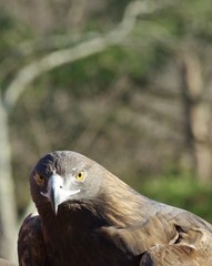 A Rescued Raptor the Golden Eagle Staring making for a great background