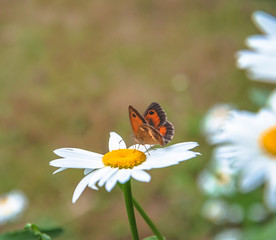 Beautiful butterfly on the white daisy