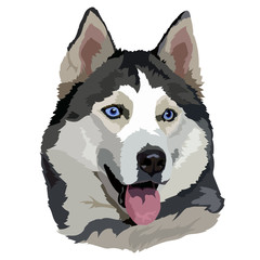 face of a blue-eyed dog husky breed vector illustration