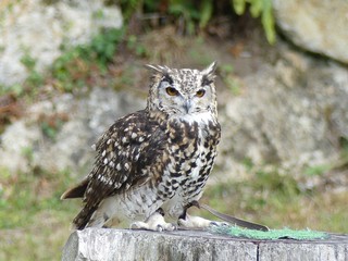 rapaces