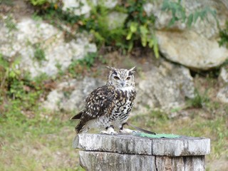 rapaces