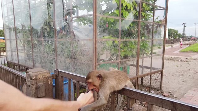 un singe macaque vole de la nourriture &agrave; un touriste &agrave; Lopburi en Tha&iuml;lande