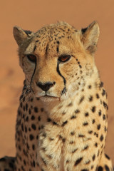 Gepard