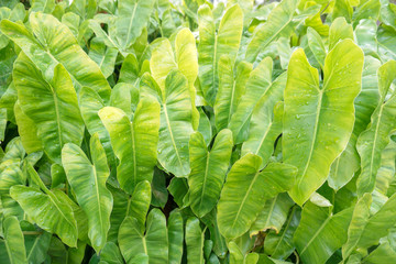 Obraz premium Arrowhead plant in the garden