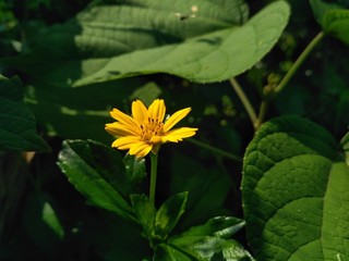 yellow flower in pond