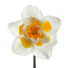 Fototapeta na wymiar Daffodil flower isolated on white background.