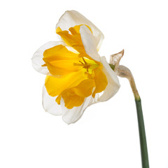 Naklejka na ściany i meble Daffodil flower isolated on white background.