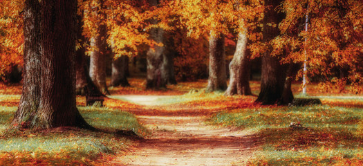 Obraz na płótnie Canvas sunny autumn