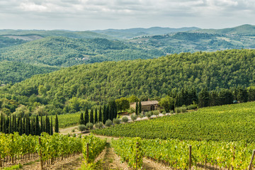 Fototapeta na wymiar Vineyards landscapes in the morning in Albola in the Chianti region.