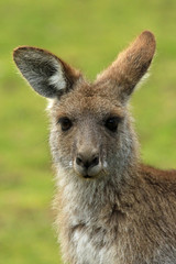 Graues Riesenk&auml;nguru