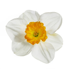 Obraz na płótnie Canvas Daffodil flower isolated on white background.