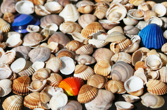 Natural colored and painted seashells 