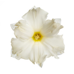 Delicate daffodil flower Isolated on a white background.