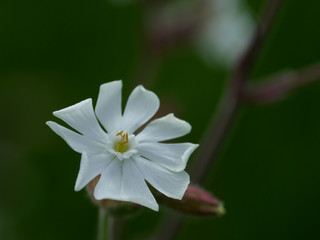北海道の原野に咲くホワイトキャンピオン