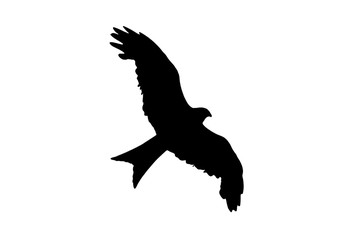 Red Kite rapture black silhouette cut out and isolated on a white background