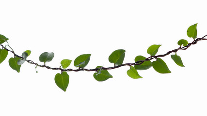 Creeping leaf branch