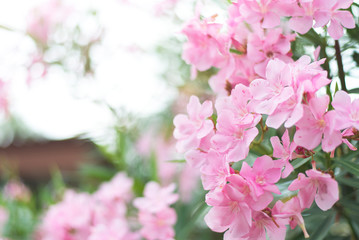 Pink flower bushes blooming, Soft focus, Close-up, Copy-space.