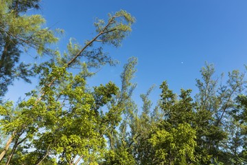 Obraz premium Beautiful view of green treetops on cloudless blue sky background.