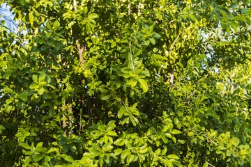 Close up view of juicy green plant. Beautiful green natural backgrounds.