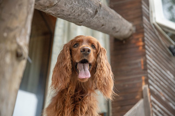 ペンショングスベリー