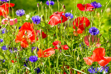 Colorful floral background of annual poppies and cornflowers on a flower bed