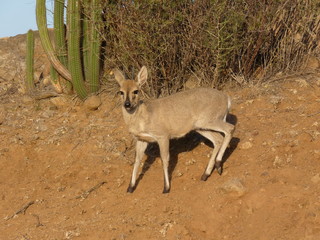 Grau Duiker