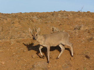 Grauduiker