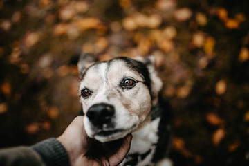 hand stroking a dog in the fall on a background of leaves. concept of love and loyalty pet friendship.