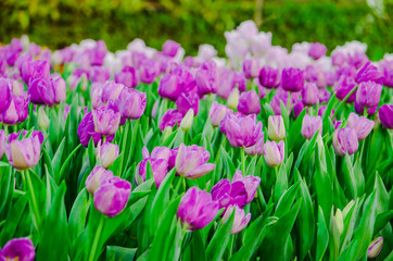 Obraz premium purple tulips flower field