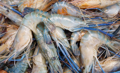 Fresh raw shrimps as background