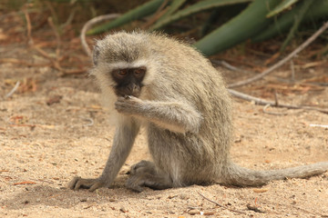 Grüne Meerkatze